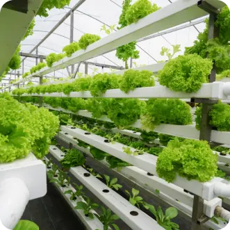 VERTICAL FARMING