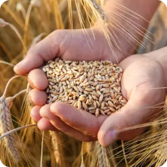 CEREAL GRAINS AS A LIVE FODDER